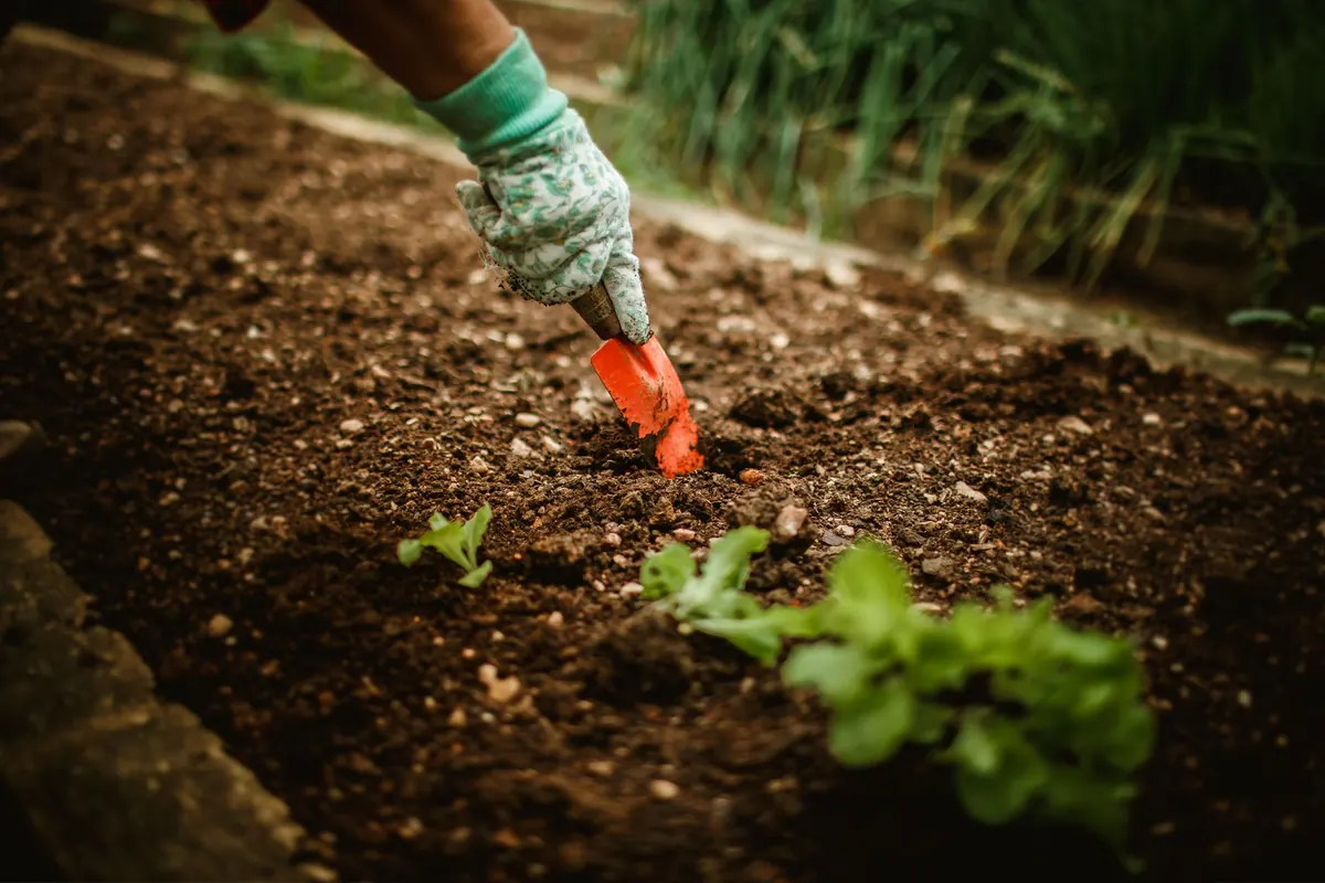 7 Common Mistakes Growing Vegetables in Cumbria's Short Season (and How to Fix Them)