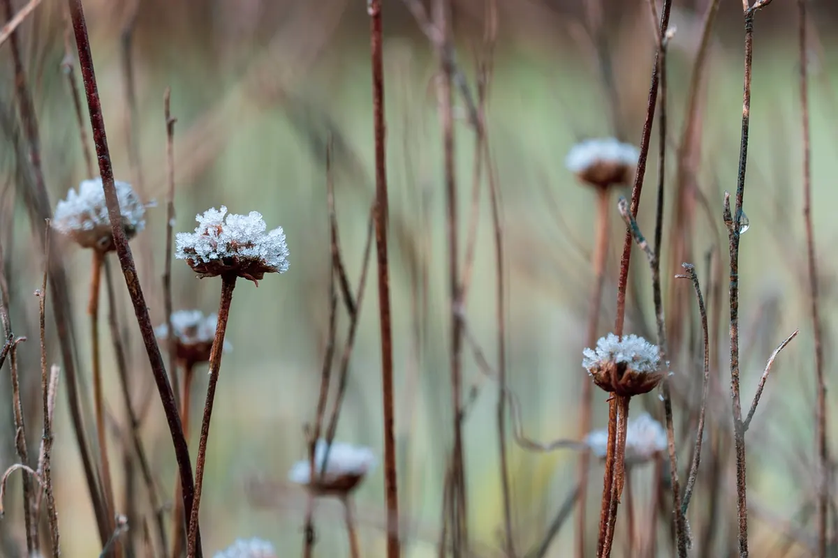 Cumbria Winter Garden Checklist: Protecting Plants from Frost, Wind and Waterlogging